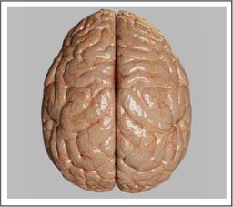 Cerebrum