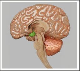 Hypothalamus