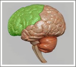 brain-lobes