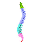 Thoracic Spine Anatomy